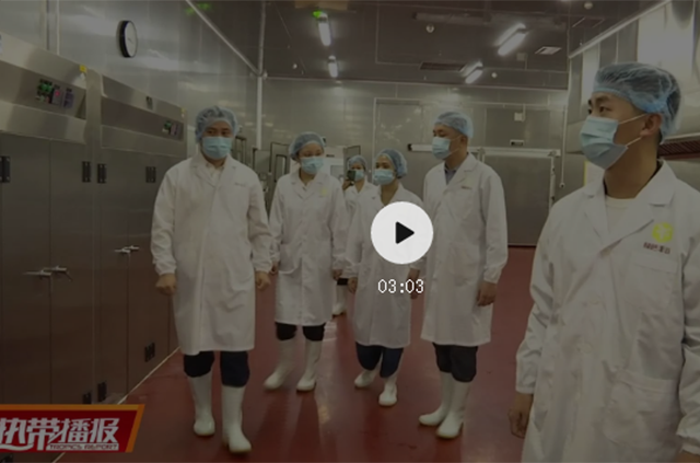 海南绿色丰谷 海南绿色丰谷
